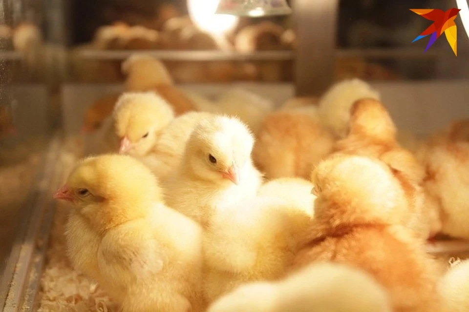2340 цыплят погибли из-за пожара в птичнике птицефабрики "Дружба". Фото: архив "КП", носит иллюстративный характер
