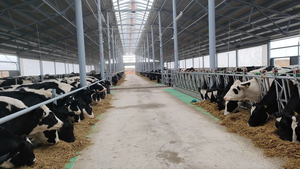 15 животноводческих ферм ввели в эксплуатацию в Нижегородской области в 2022 году.