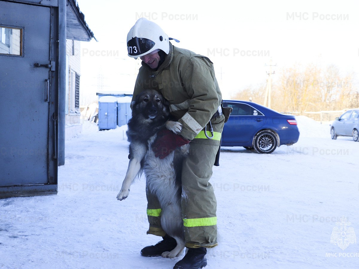 Спасенный при пожаре пёс Вася уже год служит в пожарной части в Твери -  KP.RU