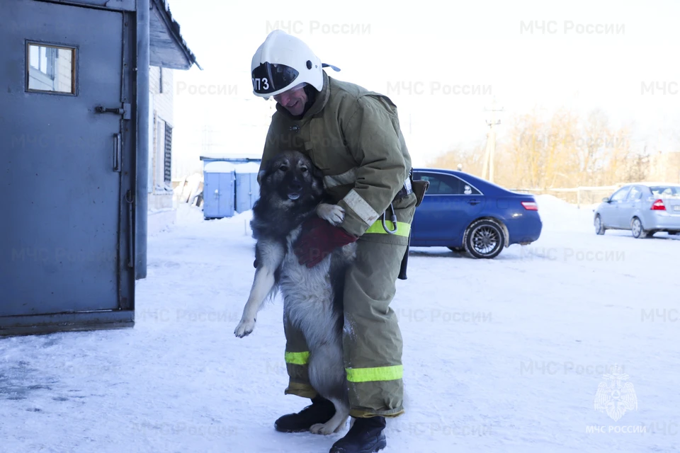 Пёс Вася стал любимцем всей пожарной части Фото: ГУ МЧС России по Тверской области