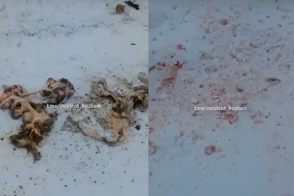 Останки животного валялись посреди улицы. Фото: стоп-кадры из видео / Инцидент Кузбасс
