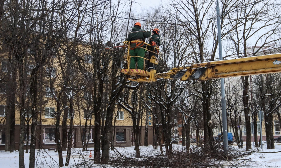 В Смоленске проводят сезонную обрезку деревьев. Фото: пресс-служба администрации города.