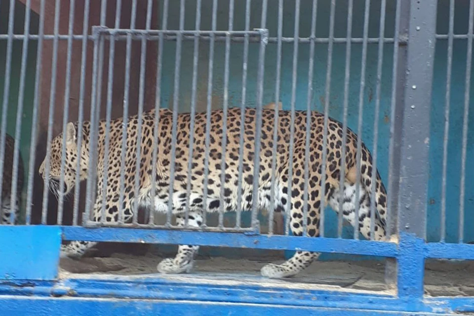 Двух леопардов из брошенного передвижного зоопарка в Оренбургской области удалось пристроить.
