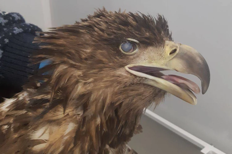 Еще может оставить след в истории: челябинец спас от холодной смерти полуслепого краснокнижного орлана на трассе