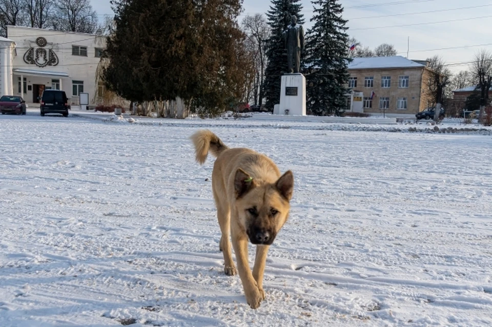 Собака повалила детей на землю и стала таскать их за капюшоны курточек.