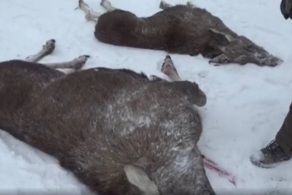 Полиция возбудила уголовное дело на браконьеров в Ленобласти