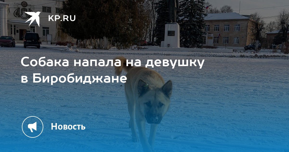 Собака биробиджан. Девочка собачка Биробиджан. Девочка-собака Биробиджан.