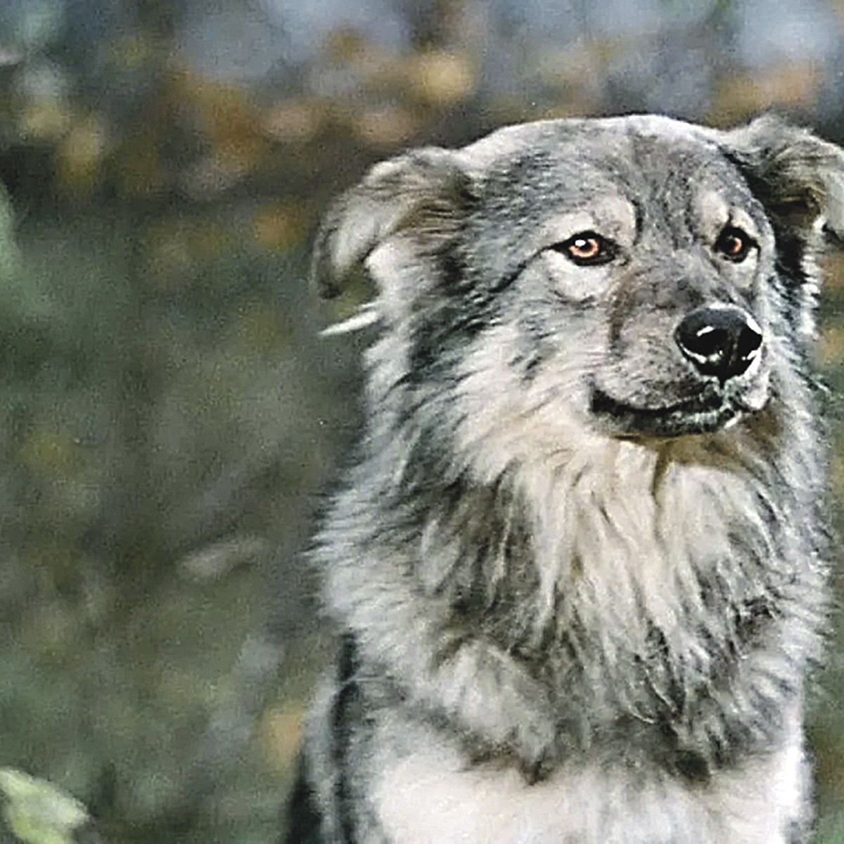 Просто барбос. Просто барбос. Пёс бабос и не обычный крос. Бобик в гостях у барбоса кадры. Пес барбос и необычный кросс (1961) постер.