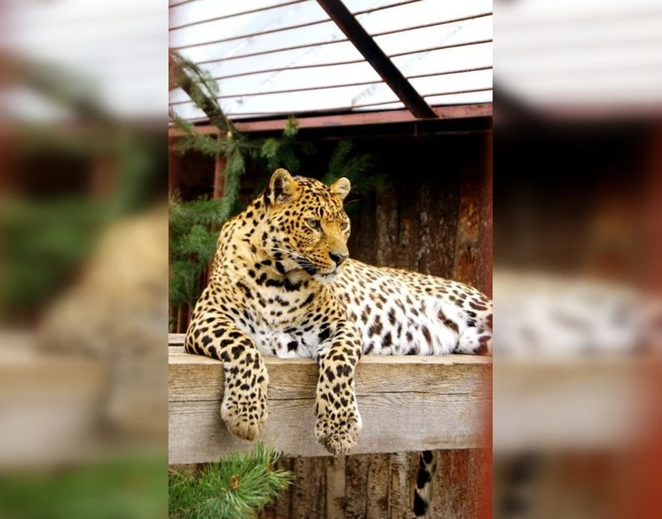 Леопарда Линду любили многие посетители. Фото: Пермский зоопарк/ВКонтакте.