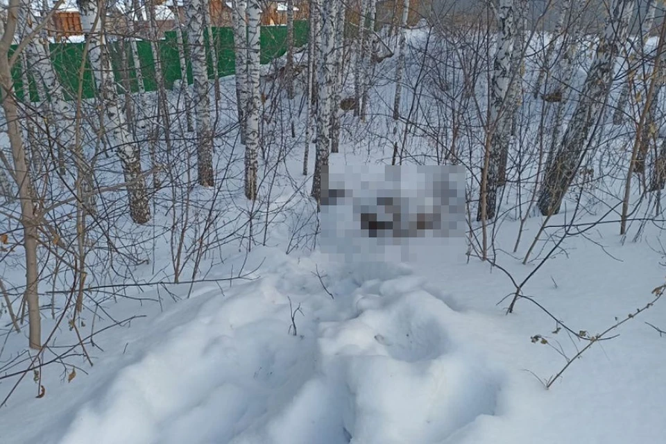 В овраге под Новосибирском нашли расчлененного мужчину. Фото: Сергей Болдырев