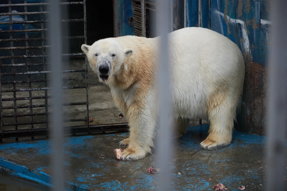 Тренинг Милки и Сэрику проводится в пермском зоопарке с 2012 года, с момента прибытия к нам медвежат.