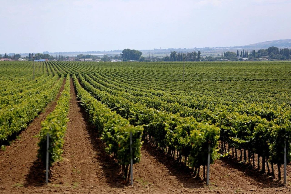 Саженцы будут использованы для закладки новых виноградников. Фото: пресс-службы Министерства сельского хозяйства и перерабатывающей промышленности.