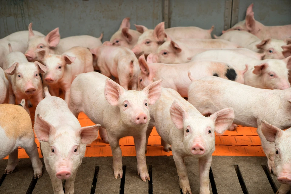 В Тульском регионе производство свинины за год увеличилось почти на 50 тыс. тонн