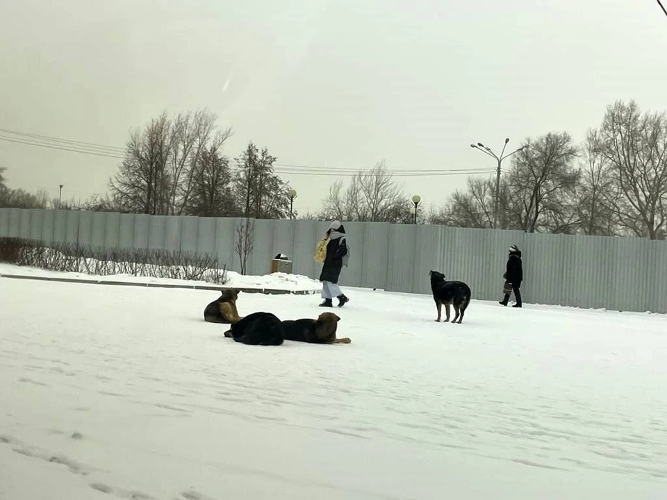 Службы отлова в городе работают круглосуточно Фото: мэрия Красноярска
