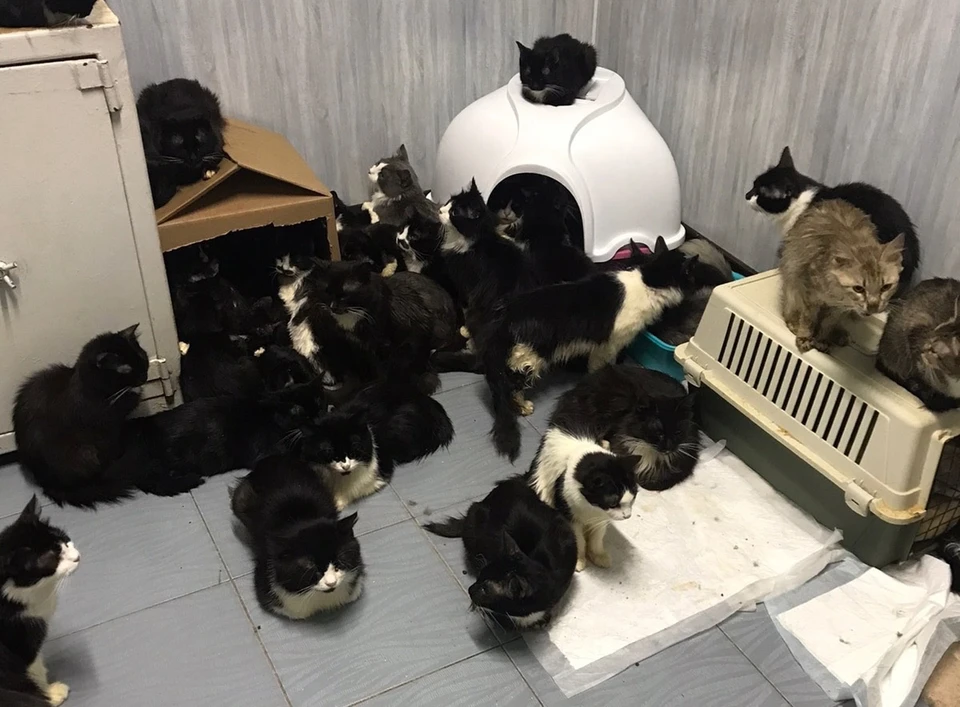 Коты и кошки были в каждой комнате.