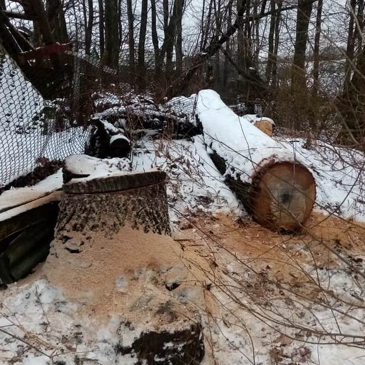 Житель Воронежской области самовольно спилил 70-летний дуб - KP.RU