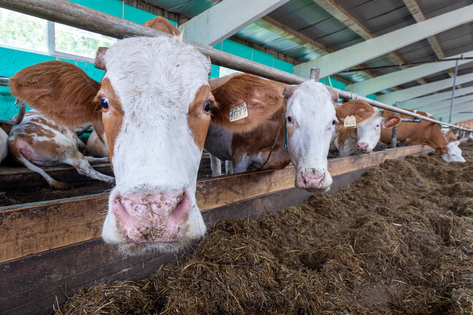 Вспышка бруцеллеза среди крупного рогатого скота произошла на двух фермерских хозяйствах в Белогорском районе