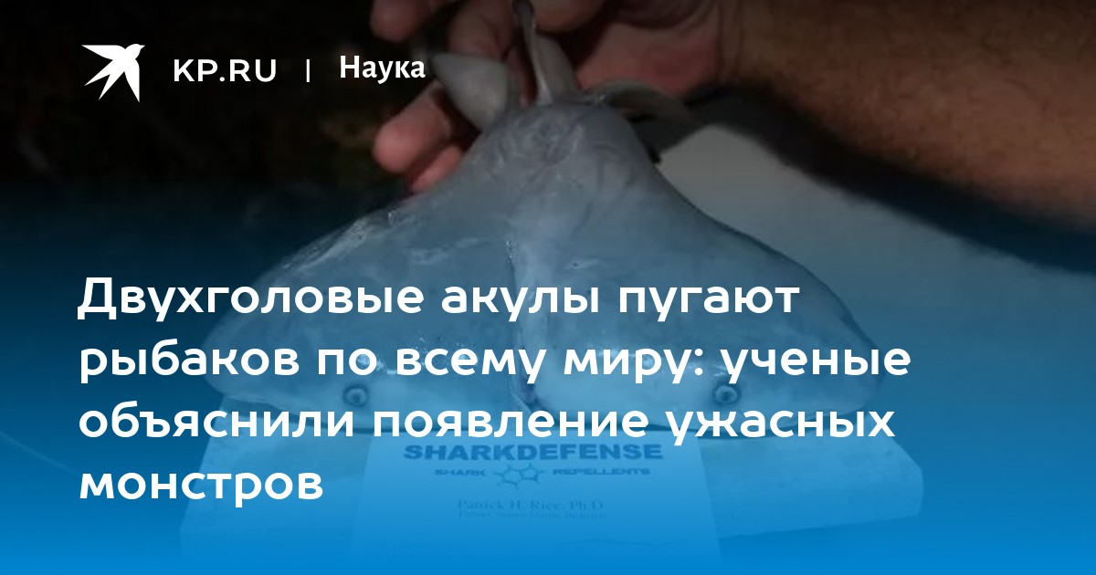 Двухголовые акулы пугают рыбаков по всему миру: ученые объяснили появление ужасных монстров