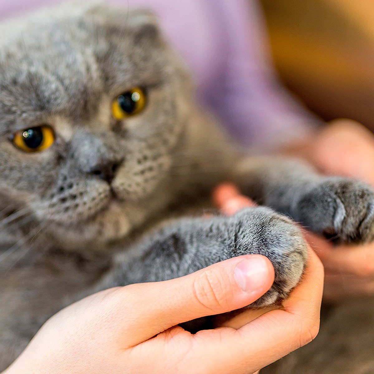 Удалять ли кошке когти, и к каким последствиям это может привести?