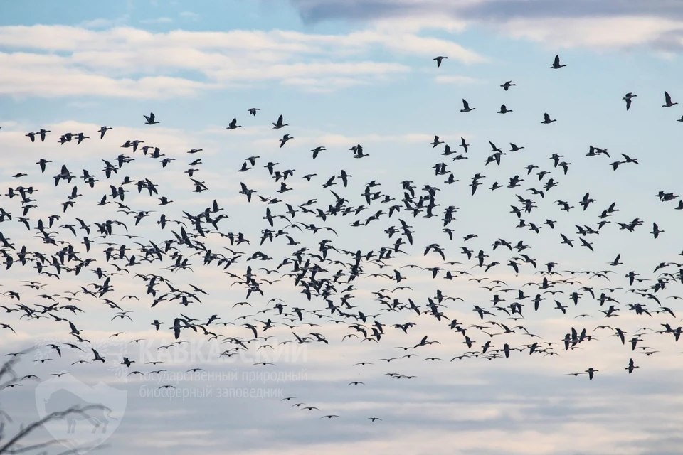 Самая массовая зимовка гусей за всю историю наблюдений зафиксирована в «Приазовском». Фото: www.kavkazzapoved.ru