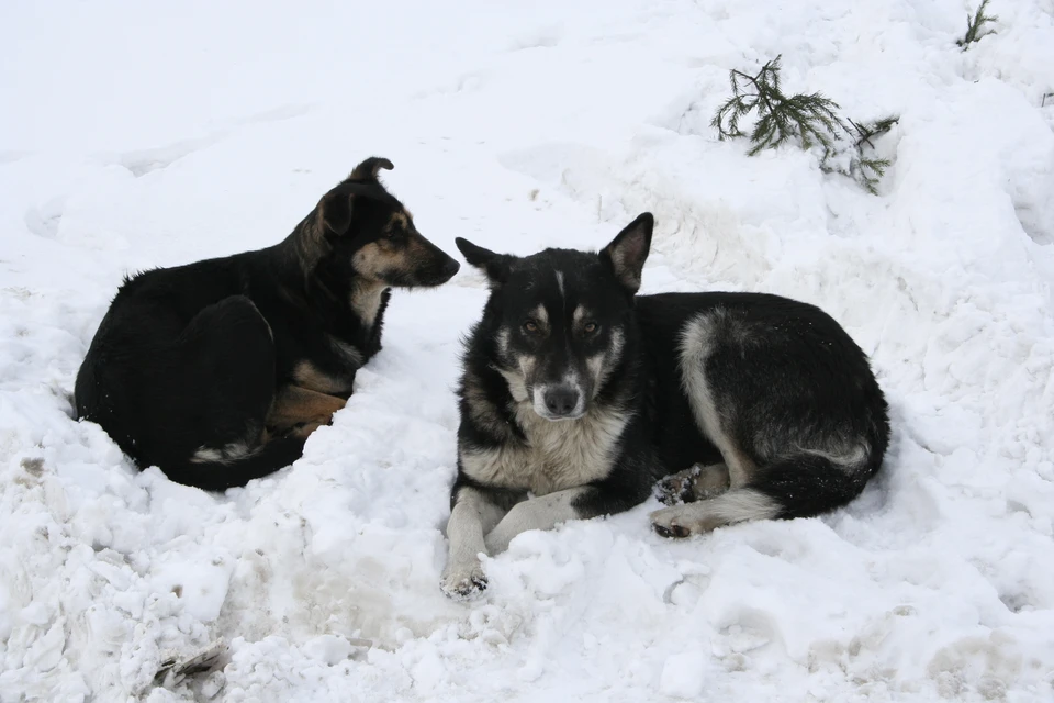 Собак встречали в разных районах Барнаула