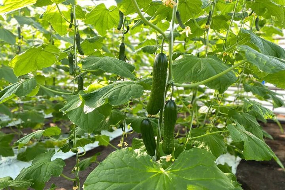 В тепличных комплексах Иркутской области собрали первый в году урожай огурцов и зелени