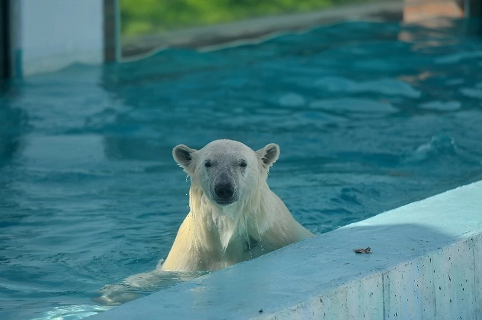 В этот день посетителям рассказали личные истории белых медведей