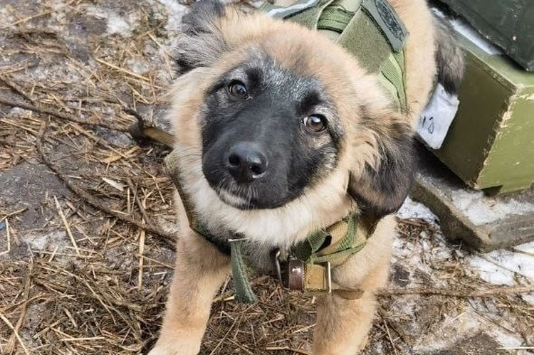 В зоне СВО бойцы батальона Шаймуратова приютили собаку