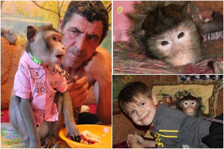 Не смогли справиться с экзотичным питомцем: преданная хозяевами обезьяна Майя с Сахалина нашла новую семью