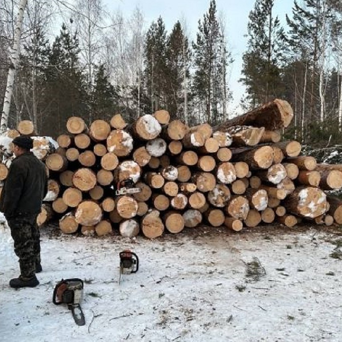 В лесу у Нижней Ельцовки в Новосибирске начали вырубать деревья - KP.RU