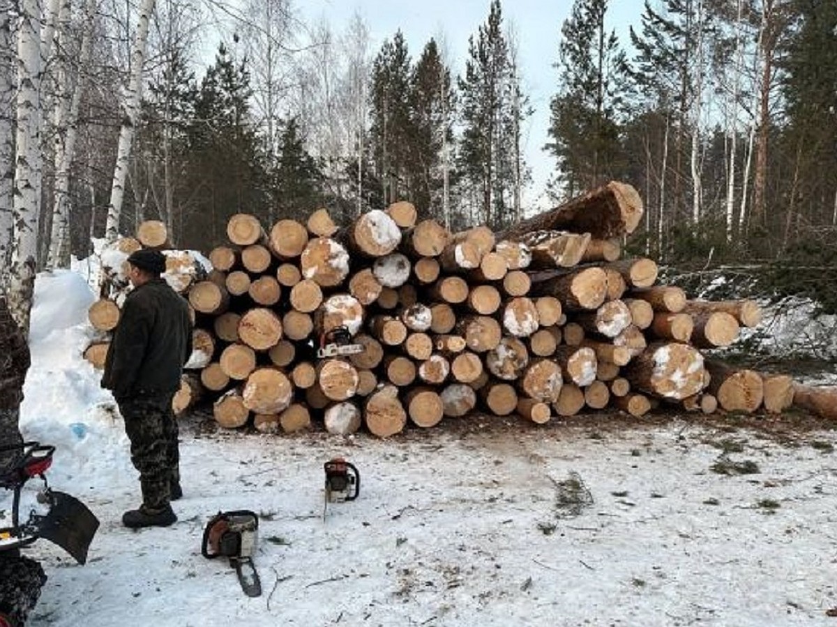 В лесу у Нижней Ельцовки в Новосибирске начали вырубать деревья - KP.RU