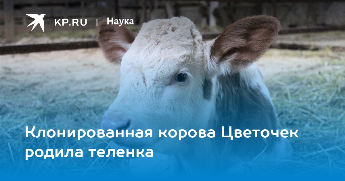 Клонированная корова Цветочек родила теленка