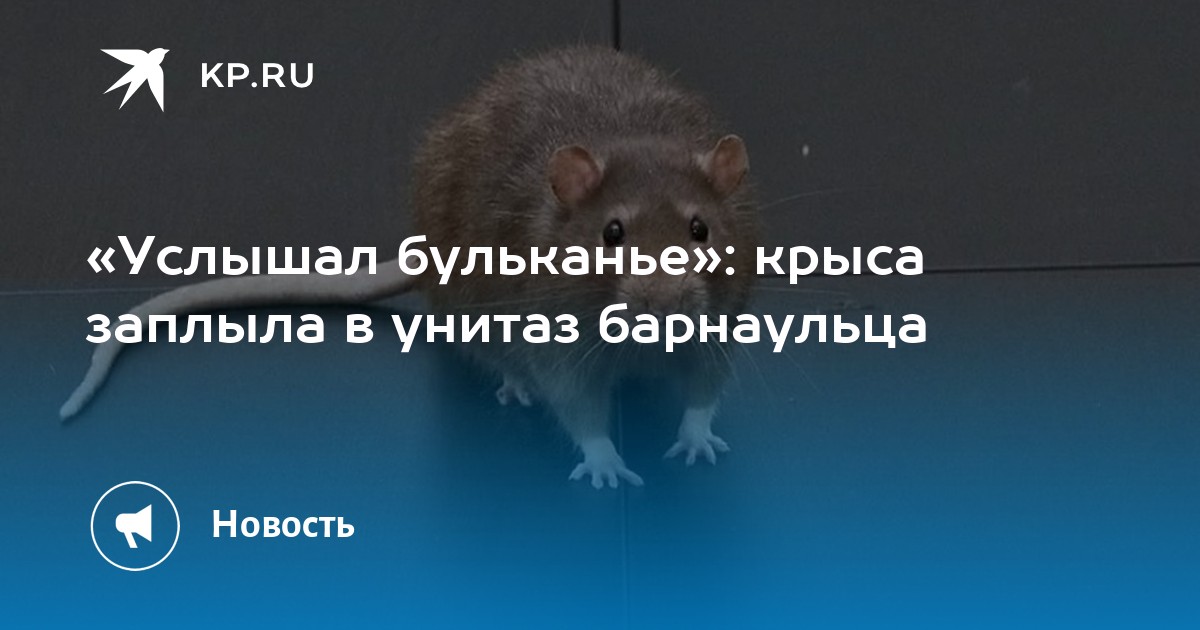«Услышал бульканье»: крыса заплыла в унитаз барнаульца - KP.RU