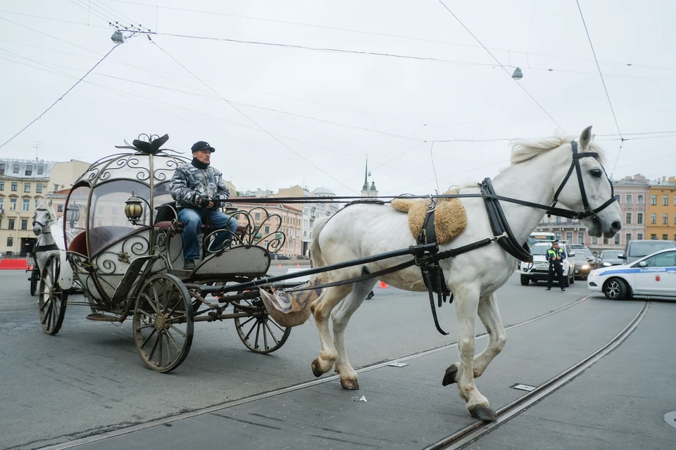 ДТП с каретой не было бы, если бы соблюдались все правила.