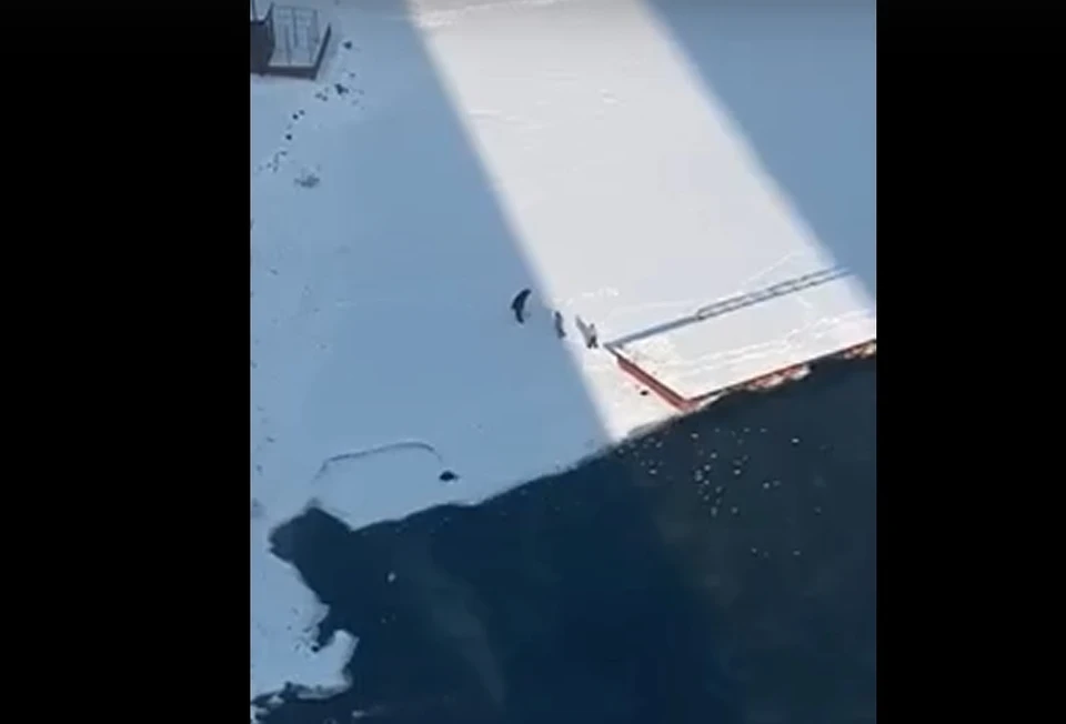 Фото: скриншот видео
