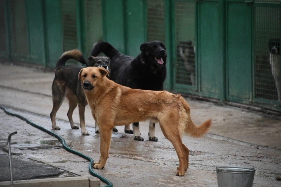 В Волгоградской области обитает около 25 тысяч бездомных собак.