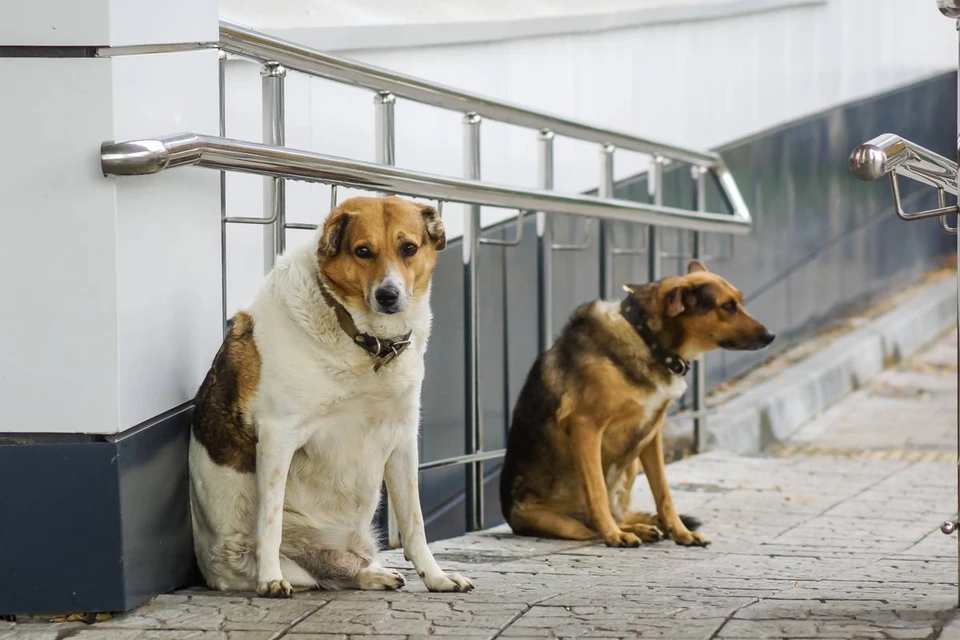 Бездомные собаки не впервые нападают на людей в Самаре