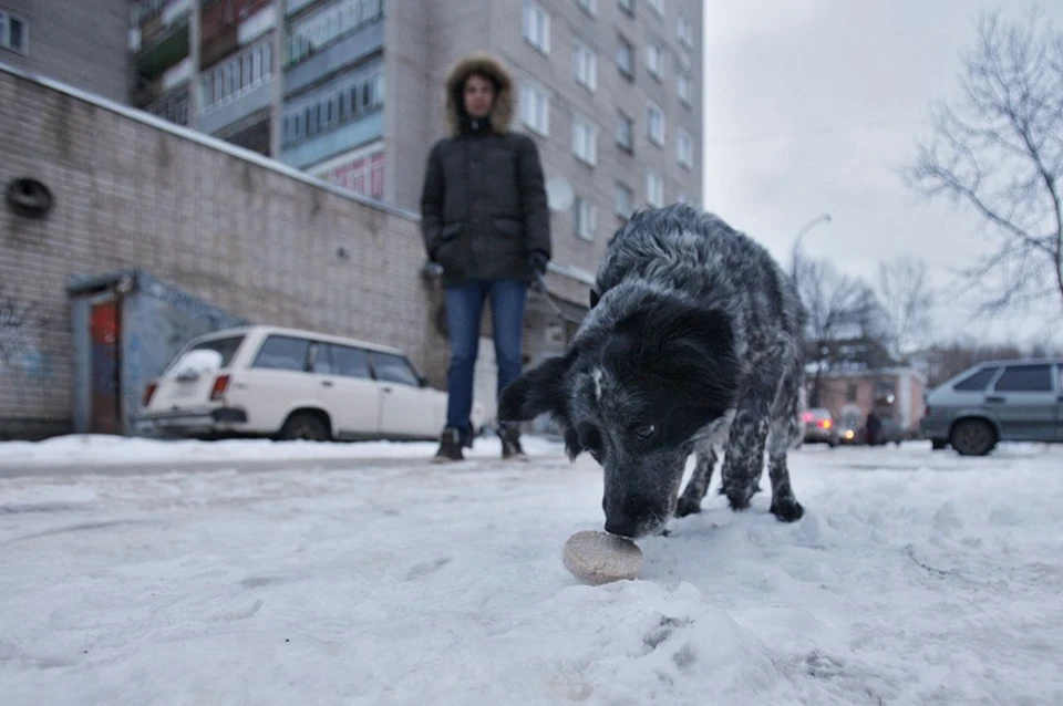 Раньше догхантеры раскидывали по городу отравленное мясо, теперь - препараты, смертельно опасные для животных. ФОТО: архив КП