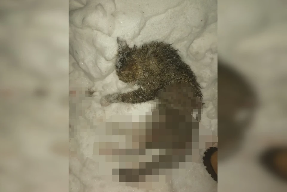 Собаки разорвали кота возле дома его хозяйки. Фото: предоставлено героиней публикации.