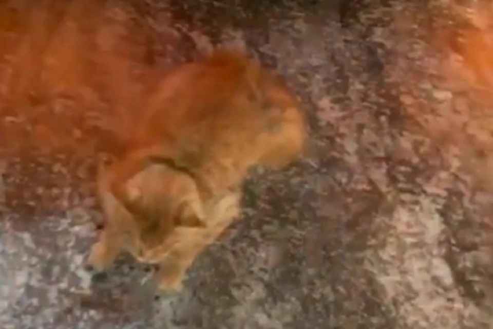 Полицейские нашли хозяев рыжей кошки, выпавшей с 11-го этажа в Новосибирске. Фото: "Любить Новосибирск" // стоп-кадр.