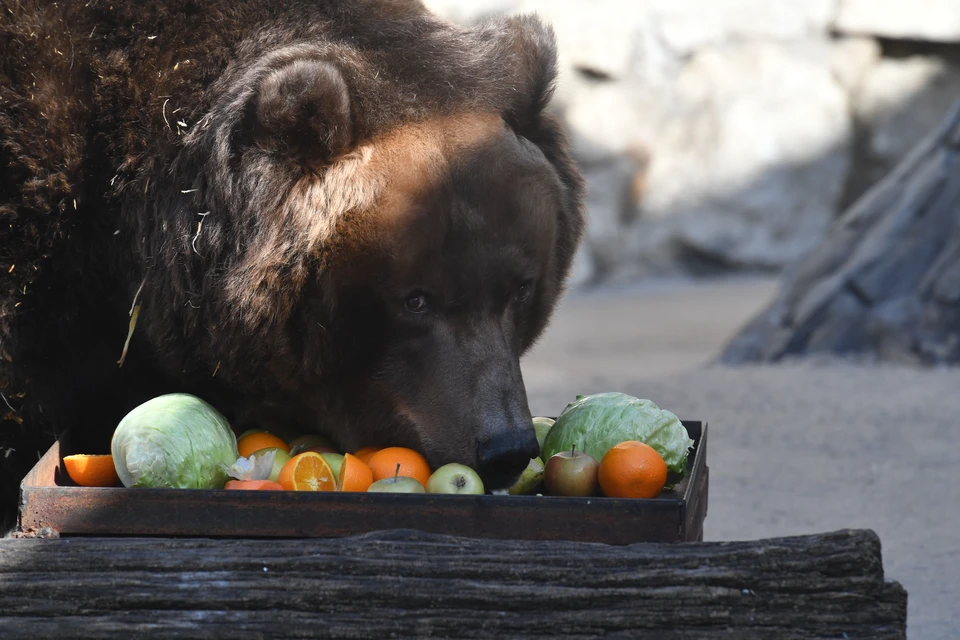 В Томской области обитает почти 10 тысяч медведей.