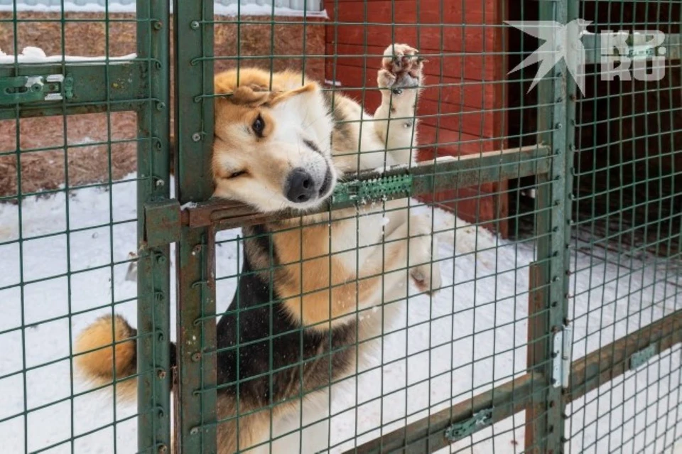 Приют для бездомных животных в Храпово строить не будут.