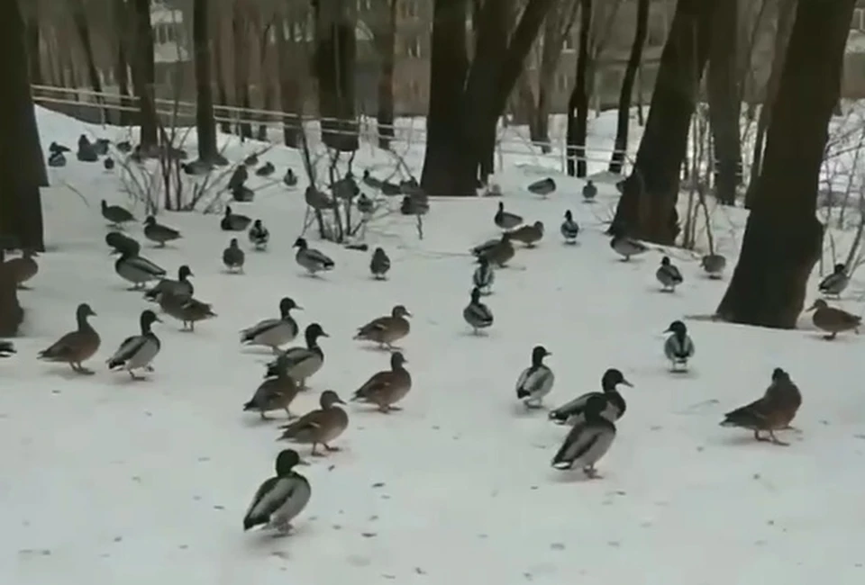 Компанию им составляют голуби, которые бегают по соседству. Фото: скриншот видео