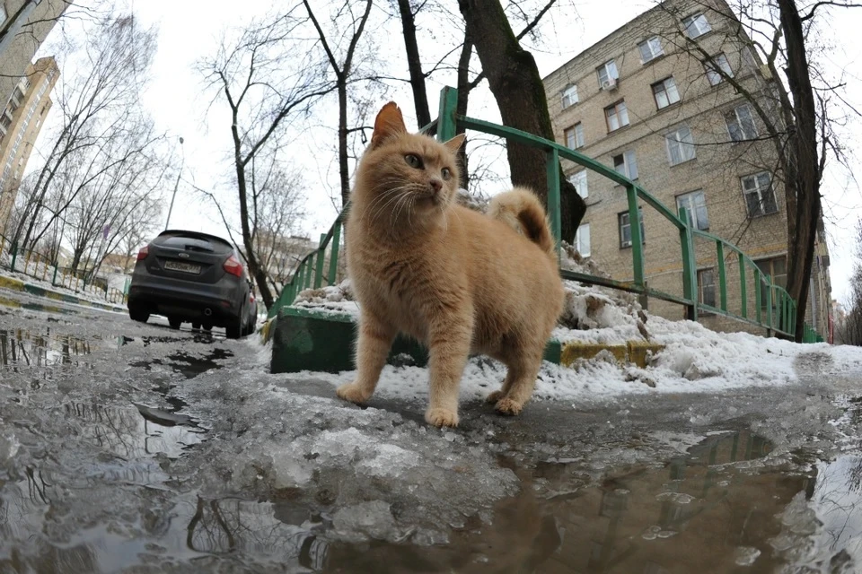 В Подмосковье ожидается до десяти градусов тепла 15 марта