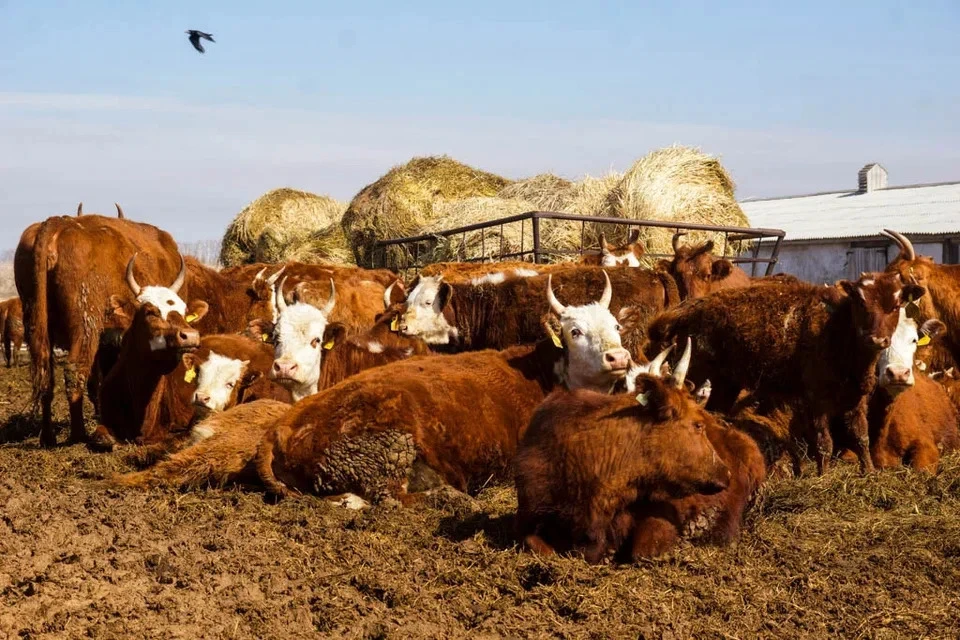 В селе Троицк выявили заболевание крупного рогатого скота.