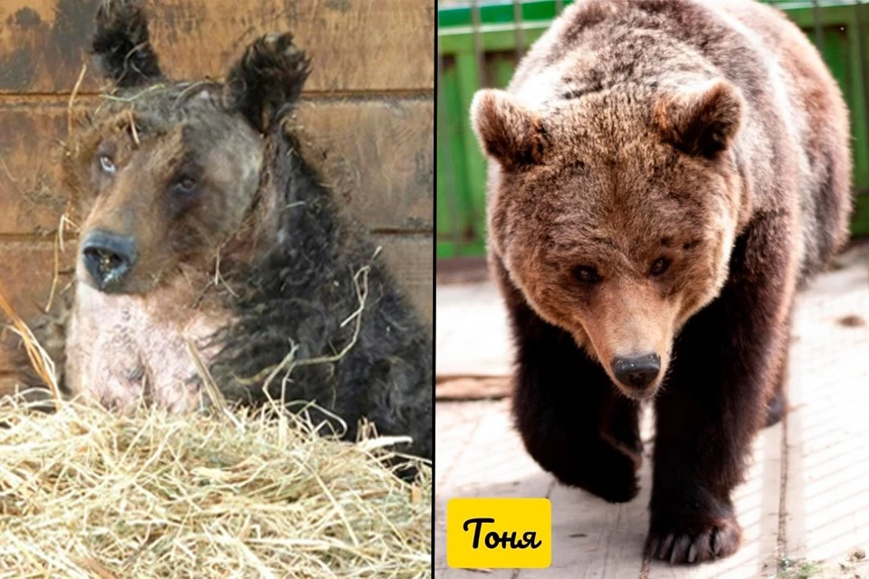 Медведица Тонечка поправилась спустя восемь лет после спасения от живодера. Фото: vk.com/veles_spb