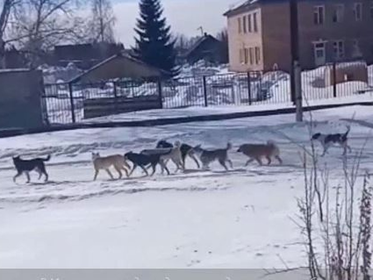 Бродячие собаки держат в страхе жителей села Мельниково в Томской области -  KP.RU