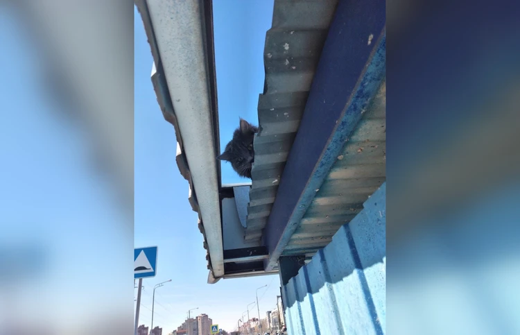 Просидел на крыше два дня: в Тольятти спасли застрявшего на остановке кота