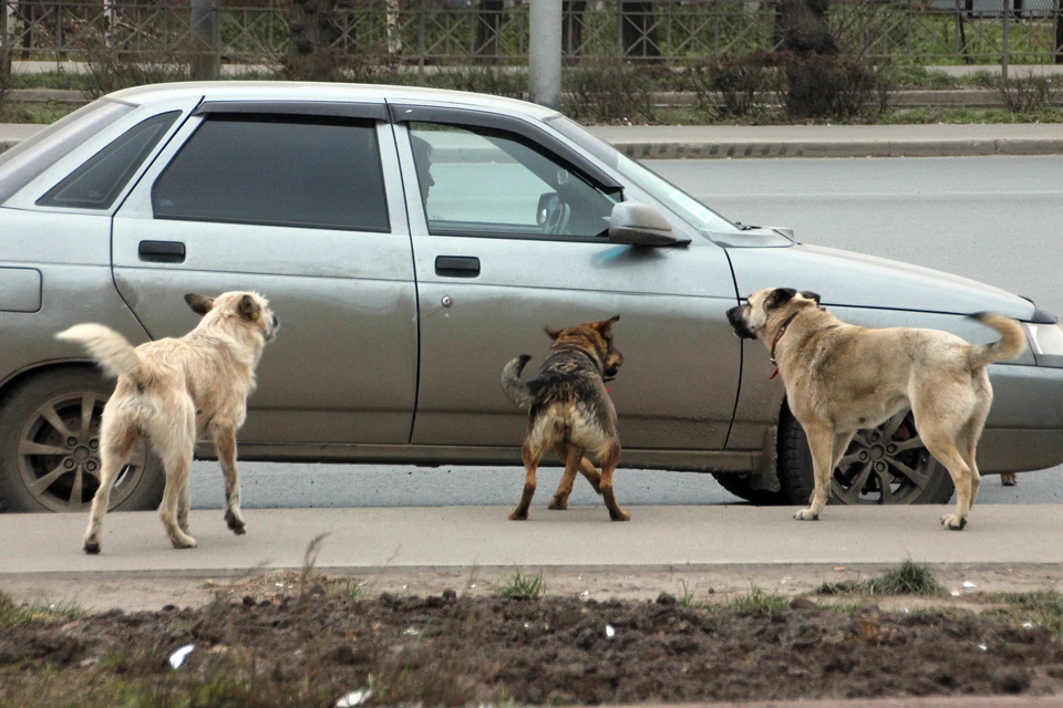 Собаки в Карачаево-Черкессии терроризирует жителей региона.