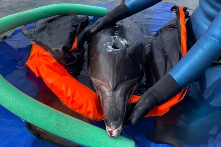 В Новороссийске на берег выбросилась беременная самка дельфина-азовки